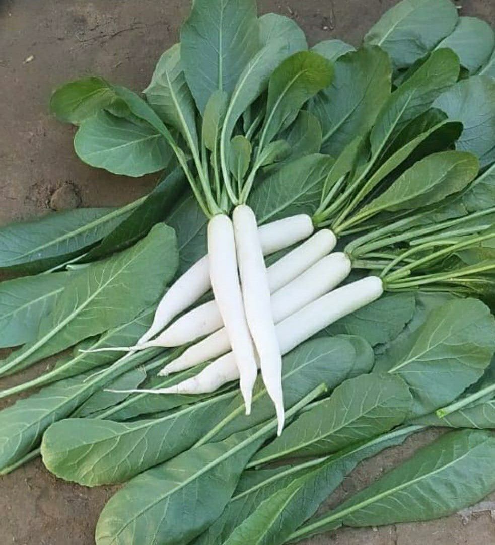 Radish Palak Patta